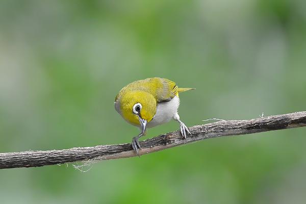 怎么快速让绣眼鸟熟悉主人,可为其提供适口的食物、并时常互动