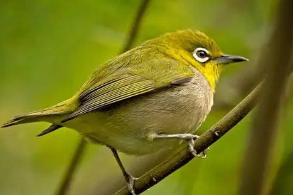 怎么快速让绣眼鸟熟悉主人,可为其提供适口的食物、并时常互动