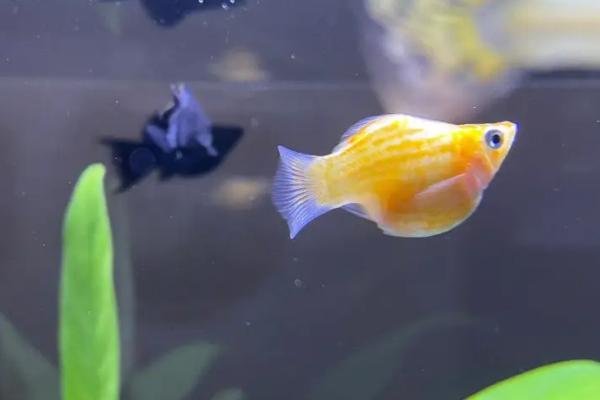 玛丽鱼和孔雀鱼哪个好养活，玛丽鱼抗病能力强更好养活