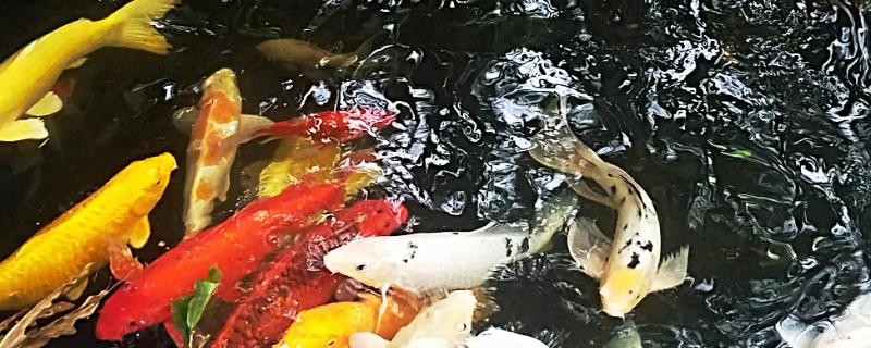 锦鲤跳缸摔出血还能活吗