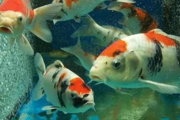 锦鲤跳缸摔出血还能活吗,及时将其放回缸内是有机会活的