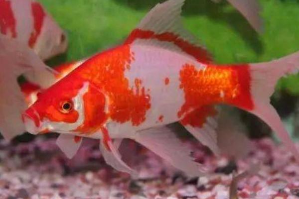 锦鲤跳缸摔出血还能活吗,及时将其放回缸内是有机会活的