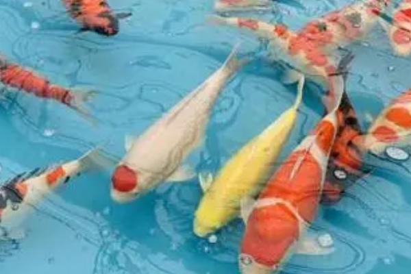 锦鲤跳缸摔出血还能活吗,及时将其放回缸内是有机会活的