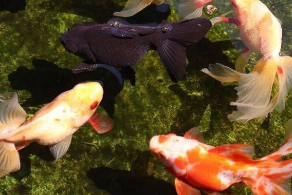 金鱼患上失鳔病的原因,可能是水中缺氧、氨氮含量超标等因素所导致