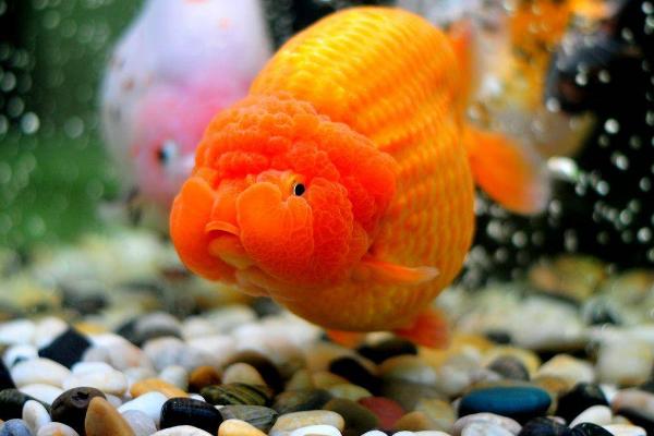 金鱼患上失鳔病的原因,可能是水中缺氧、氨氮含量超标等因素所导致