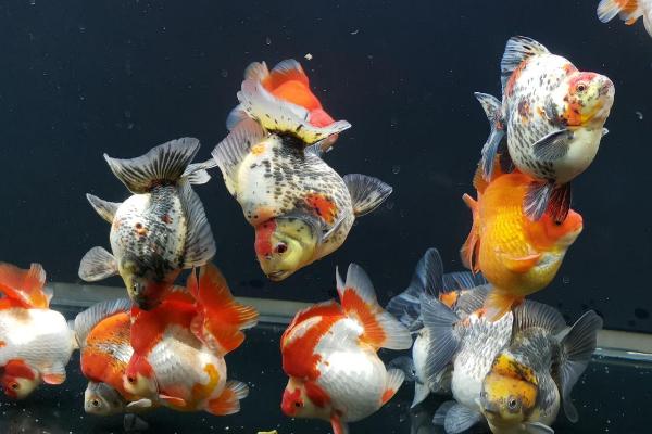 金鱼患上失鳔病的原因,可能是水中缺氧、氨氮含量超标等因素所导致