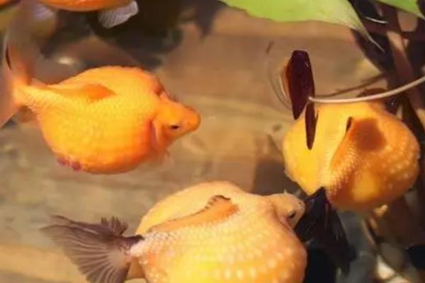 金鱼患上失鳔病的原因,可能是水中缺氧、氨氮含量超标等因素所导致