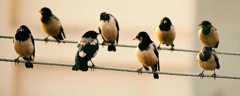 小鸟为什么可以站在高压线上