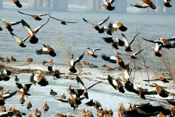 小鸟为什么可以站在高压线上,只接触一根电线不会形成回路