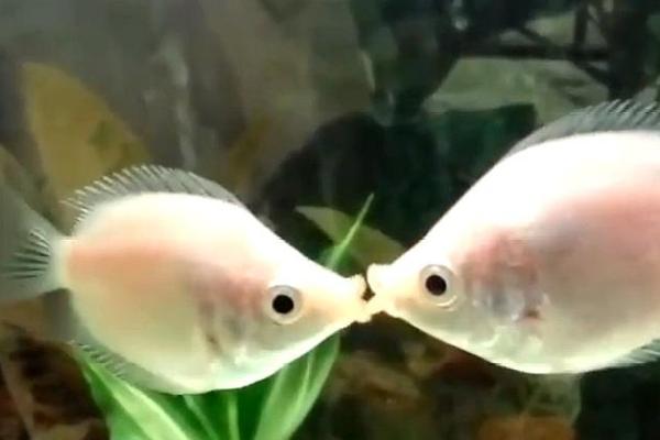 接吻鱼为何要亲亲,其实是在互相争斗