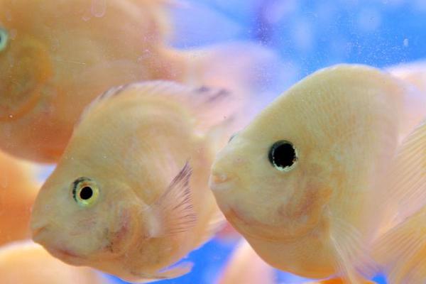 接吻鱼为何要亲亲,其实是在互相争斗