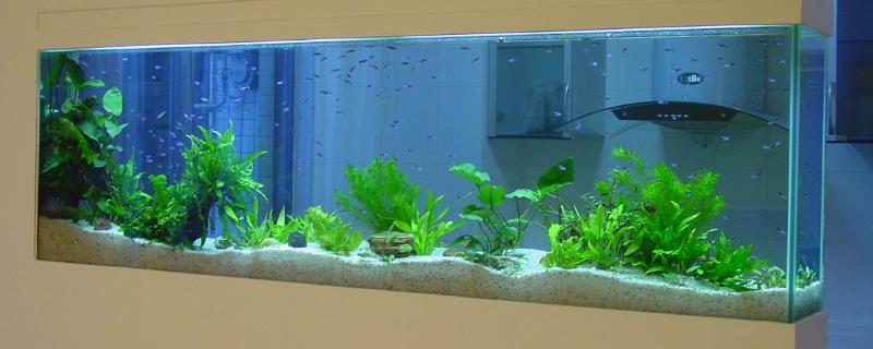 鱼缸养小虾的好处