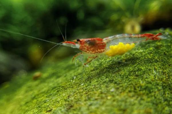 鱼缸养小虾的好处,可提高观赏性、清除藻类和食物残渣