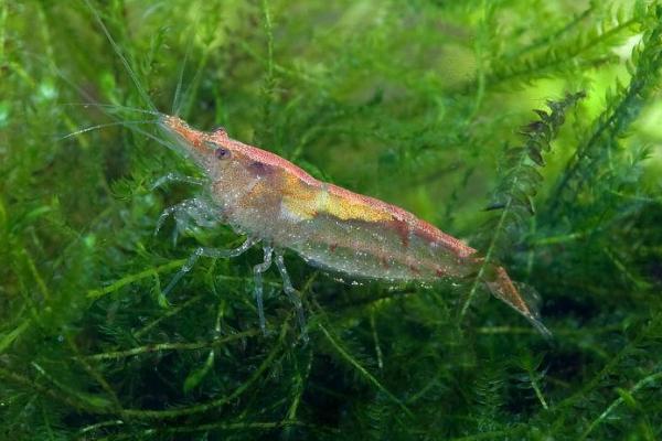 鱼缸养小虾的好处,可提高观赏性、清除藻类和食物残渣
