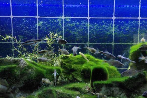 鱼缸养小虾的好处,可提高观赏性、清除藻类和食物残渣