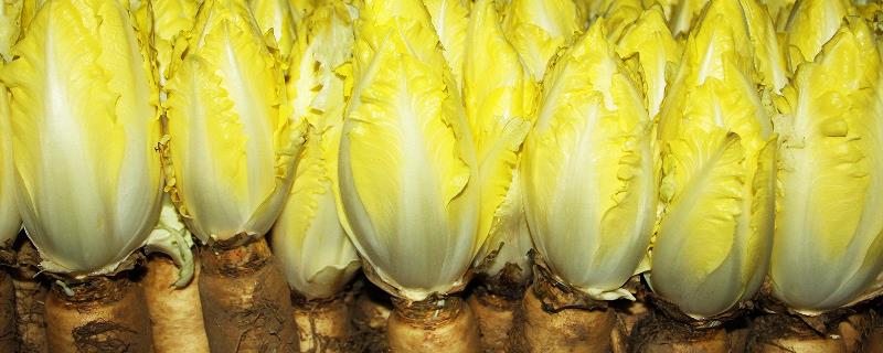 玉兰菜的收获时间