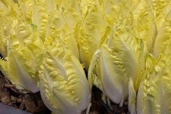 玉兰菜的收获时间,通常为9-10月份