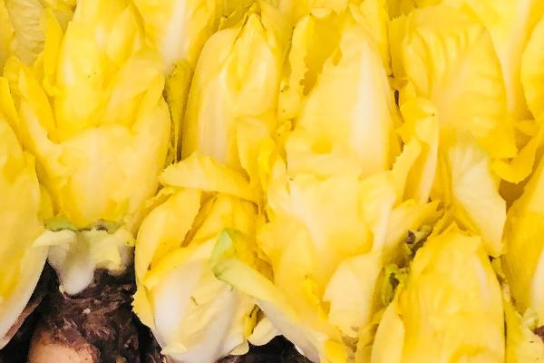 玉兰菜的收获时间,通常为9-10月份