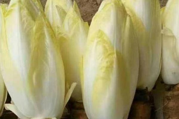 玉兰菜的收获时间,通常为9-10月份