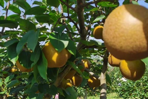 梨的采摘方法,利用梯子进行人工采收