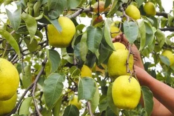 梨的采摘方法,利用梯子进行人工采收