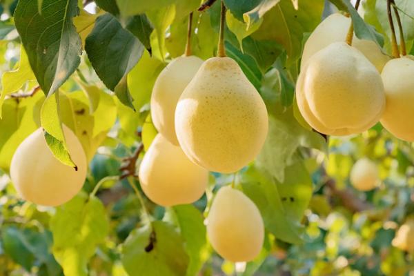 梨的采摘方法,利用梯子进行人工采收