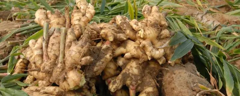 种植大姜何时撤网