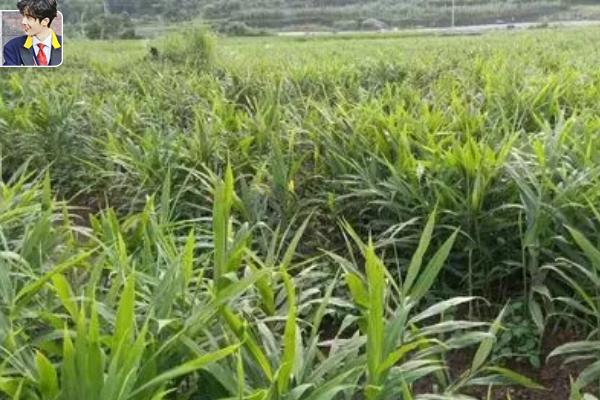 种植大姜何时撤网,立秋之后即可撤除