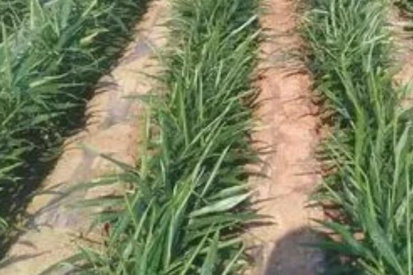 种植大姜何时撤网,立秋之后即可撤除