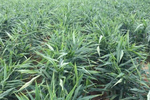 种植大姜何时撤网,立秋之后即可撤除