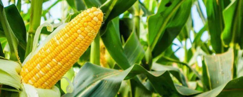 玉米为何会出现粉籽和烂芽的情况