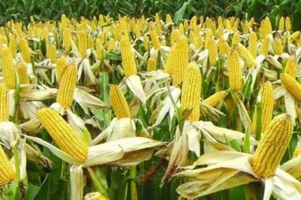 玉米为何会出现粉籽和烂芽的情况,可能是种子质量差、播种时间过早等原因所导致