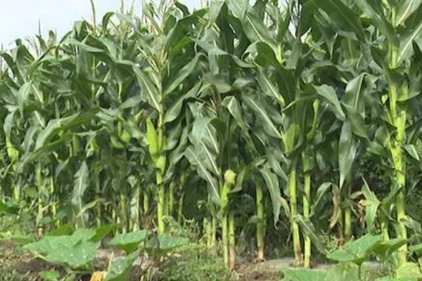 玉米为何会出现粉籽和烂芽的情况,可能是种子质量差、播种时间过早等原因所导致