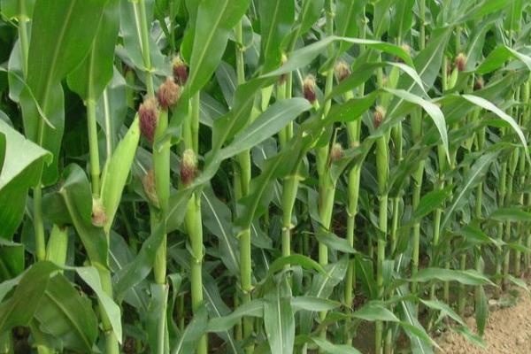 玉米为何会出现粉籽和烂芽的情况,可能是种子质量差、播种时间过早等原因所导致