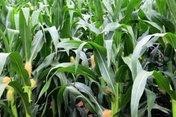 玉米为何会出现粉籽和烂芽的情况,可能是种子质量差、播种时间过早等原因所导致