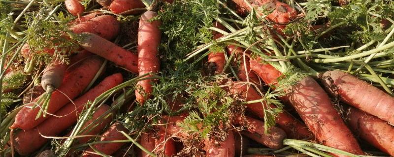 胡萝卜属于哪个科