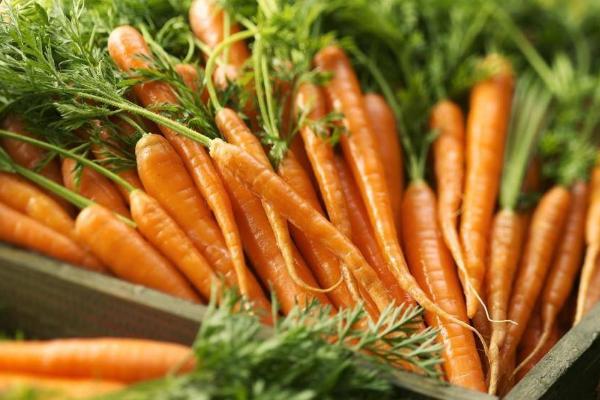 胡萝卜属于哪个科,是伞形目、伞形科植物