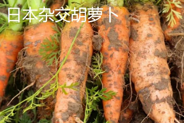 胡萝卜属于哪个科,是伞形目、伞形科植物