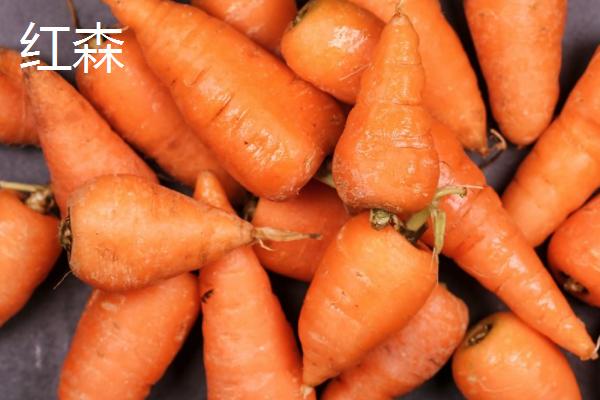 胡萝卜属于哪个科,是伞形目、伞形科植物