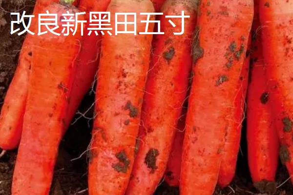 胡萝卜属于哪个科,是伞形目、伞形科植物