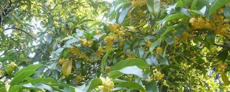 桂花病虫害的发生特点及防治方法