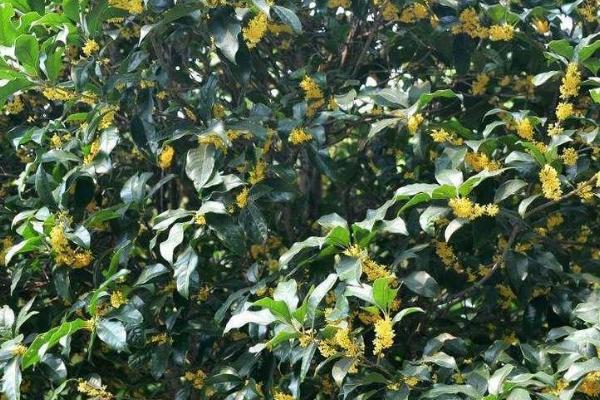 桂花病虫害的发生特点及防治方法,应对症下药