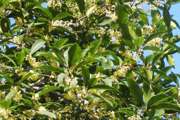 桂花病虫害的发生特点及防治方法,应对症下药