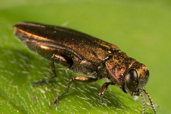 桂花病虫害的发生特点及防治方法,应对症下药