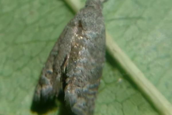 桂花病虫害的发生特点及防治方法,应对症下药