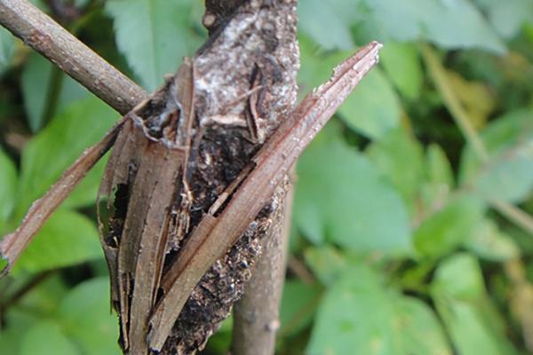 桂花病虫害的发生特点及防治方法,应对症下药