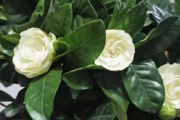 栀子花的开放时间,常在6-8月份开花