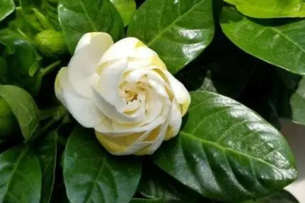 栀子花的开放时间,常在6-8月份开花