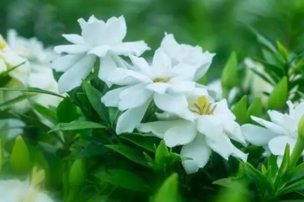 栀子花的开放时间,常在6-8月份开花