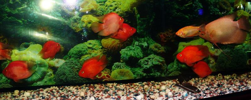 一米的鱼缸建议养什么鱼